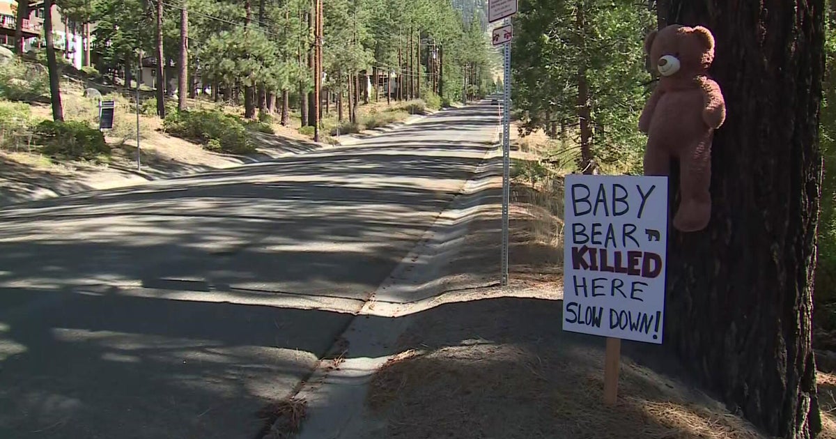 6 bear cubs killed in Lake Tahoe area crashes, prompting advocates to urge drivers to slow down