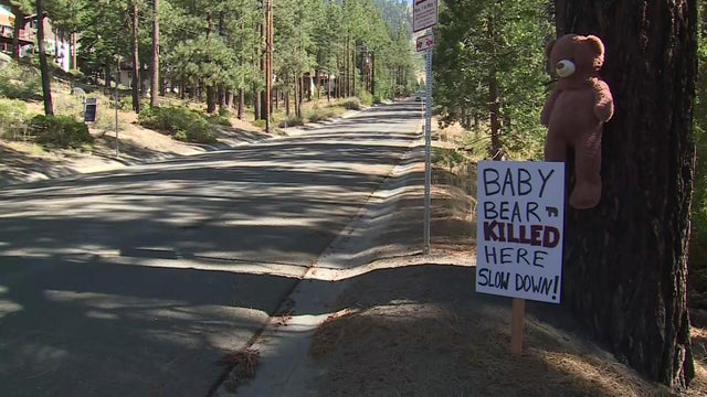p-bear-cubs-hit-by-car-kmaxg70q.jpg 