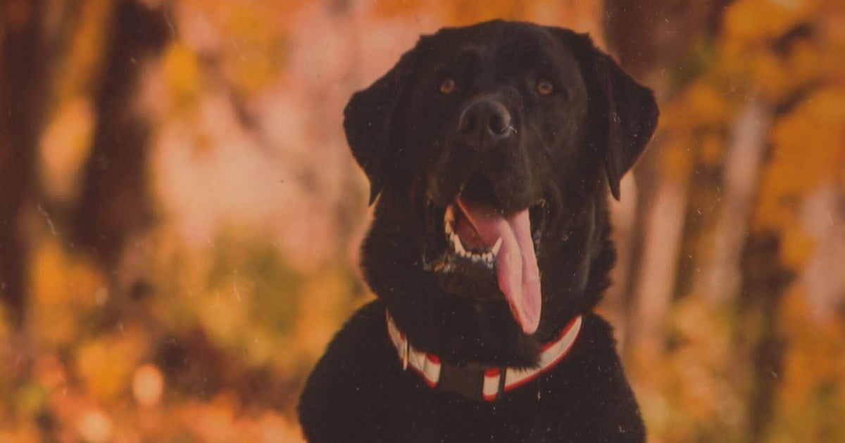 Family says their dog died after a Wheeling pet resort left him in a hot van for...