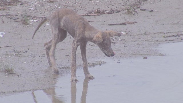 coyote-wildwood-nj.jpg 