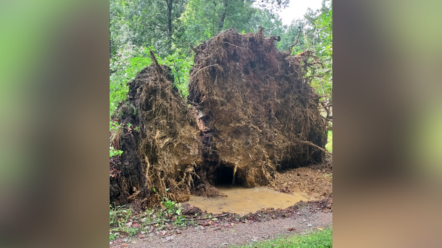 kdka-jeannette-tree-uprooted.png 
