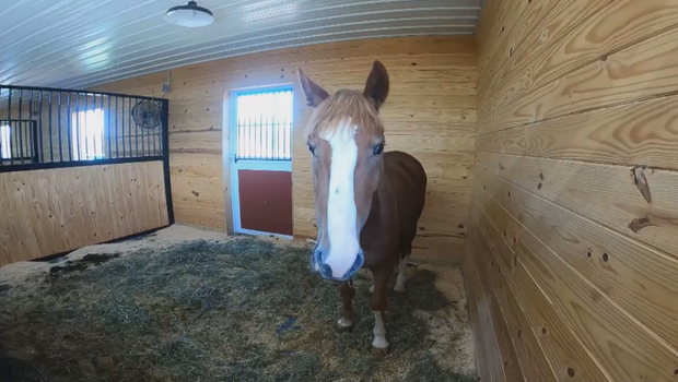 After more than two months loose, wild mustang is captured in Baltimore County