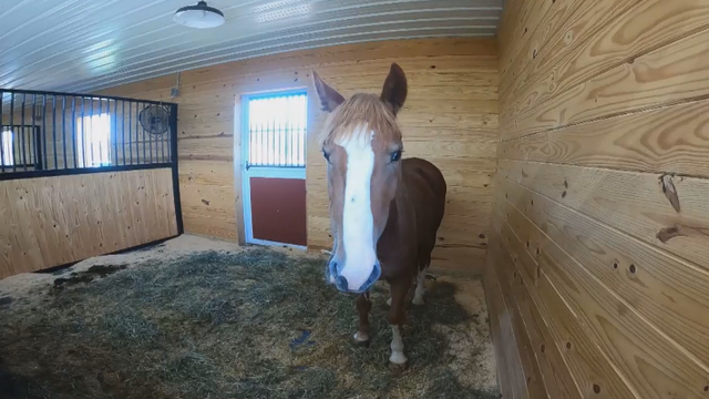 mustang.png 