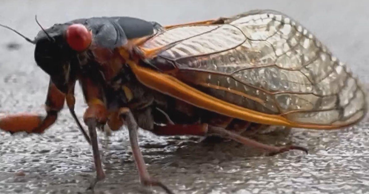 Cicada season brings buzzing song back to Illinois trees - CBS Chicago