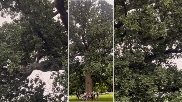 baltimore-city-tree-tuliptree.png 