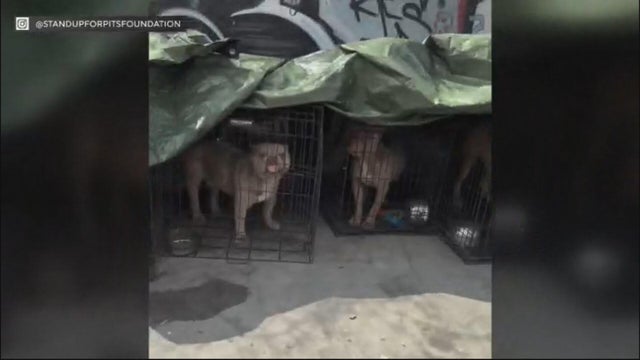 skid-row-dog-abuse.jpg 