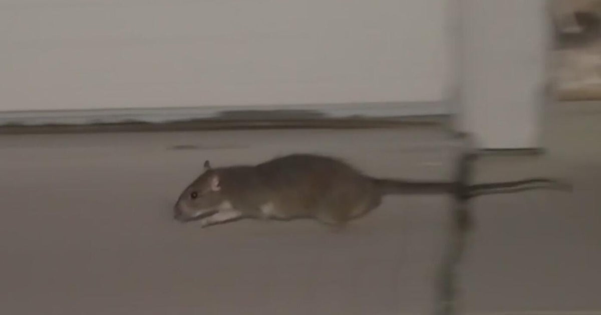 Sacramento County home overrun with rats spreading to neighbors homes