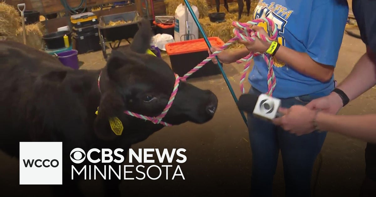 Hang with some future farmers of America at the Minnesota State Fair