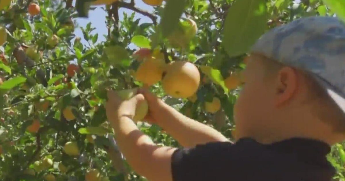 Apple Hill farmers find ways to move forward after late season freeze