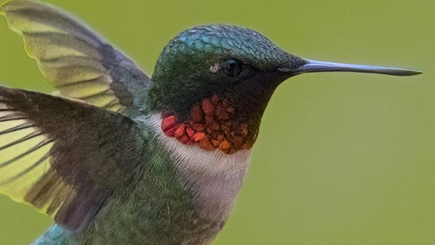 Saying farewell to the hummingbirds as summer comes to a close