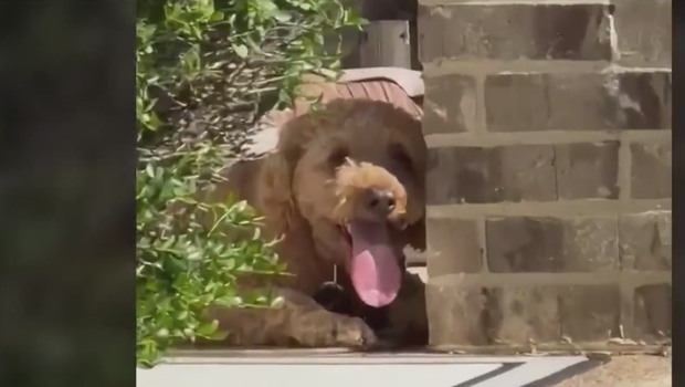 Neighbor calls DeSoto dog's death in heat preventable; owner calls it an unfortunate accident