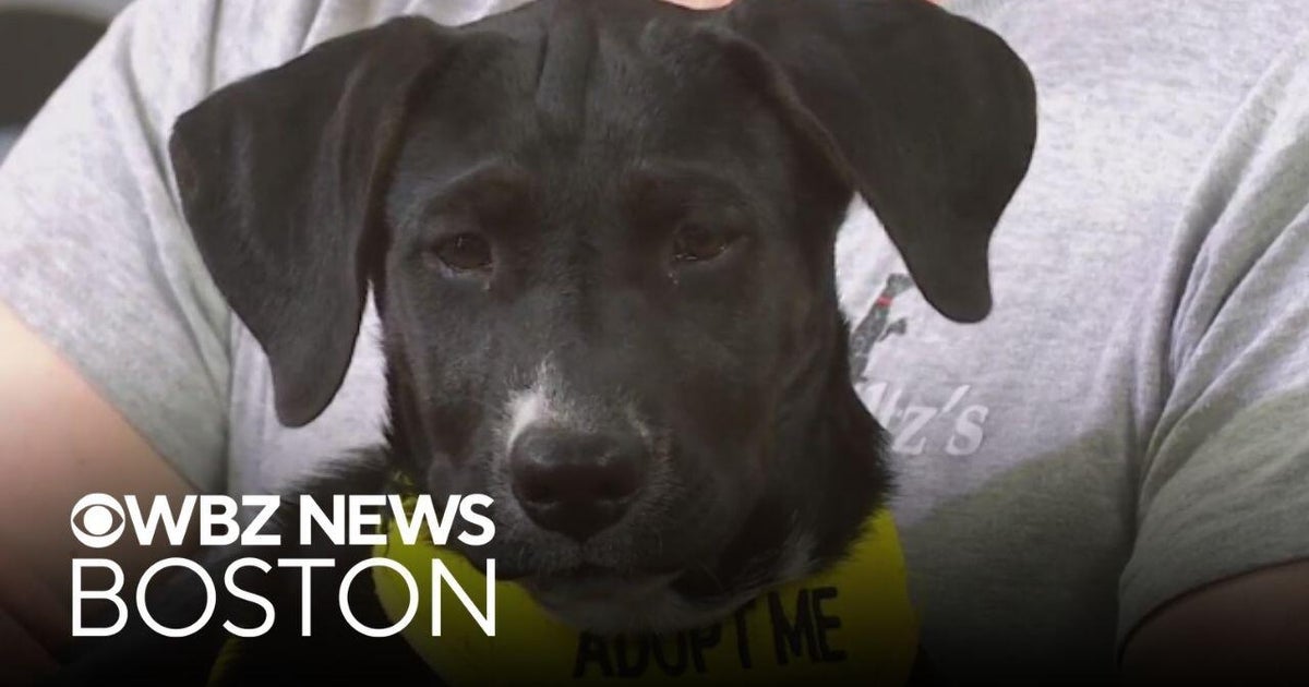 Captain Hook, Seabreeze among dogs up for adoption in Massachusetts