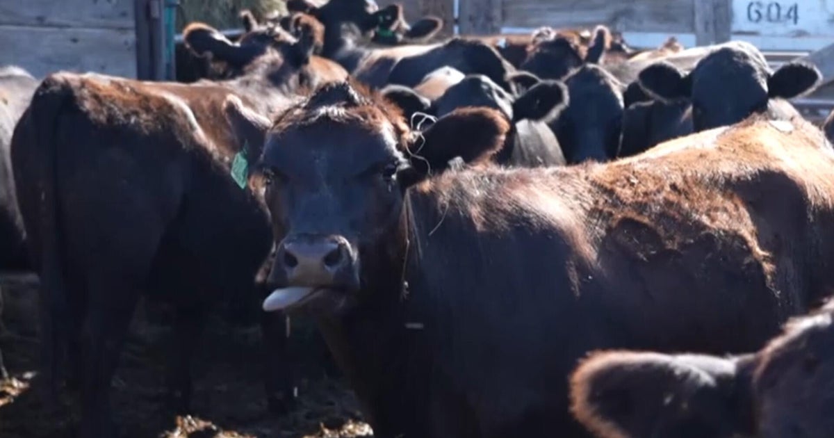 Beef prices hit record highs with cattle herds at historic lows