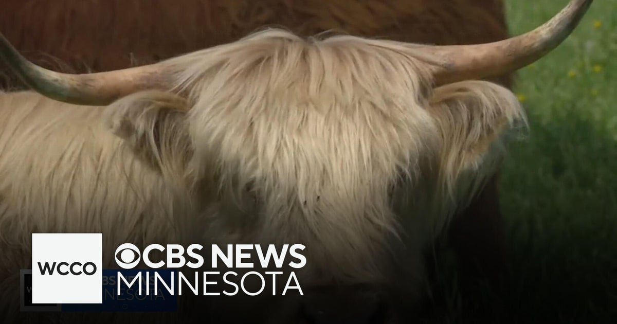 White House beef import plan caused cattle values to drop 10% overnight, Wyoming ranchers say