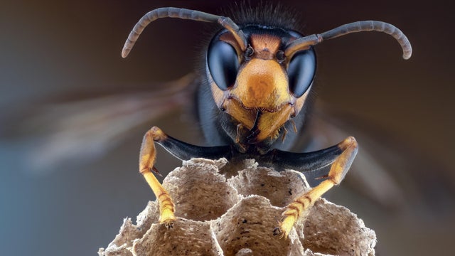 vespa velutina 