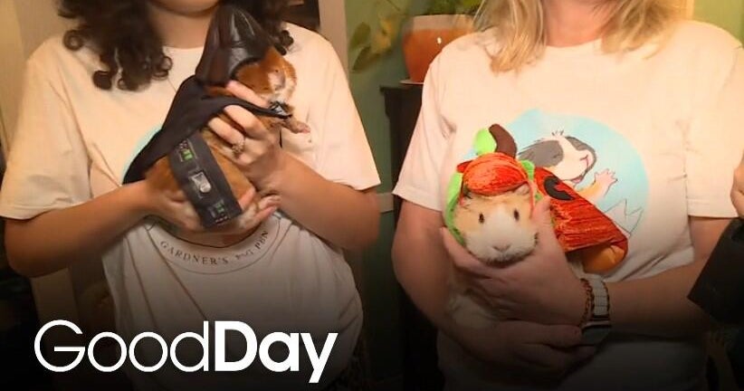 Bethany is learning how to take care of guinea pigs the right way!