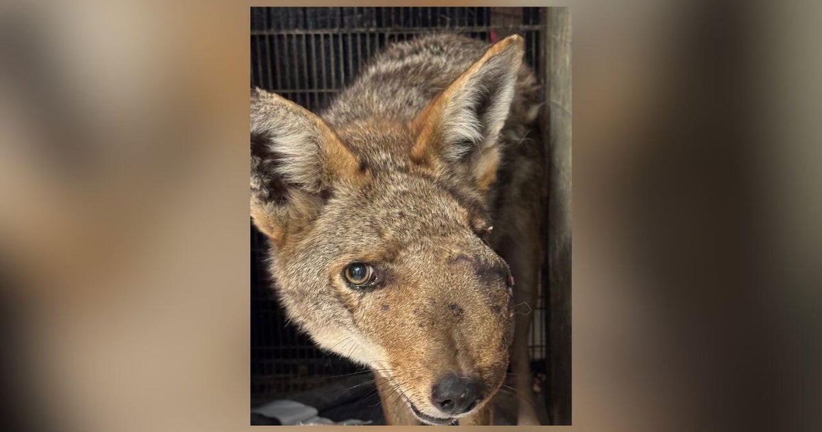 $10,000 reward offered to help find person who shot Studio City coyote
