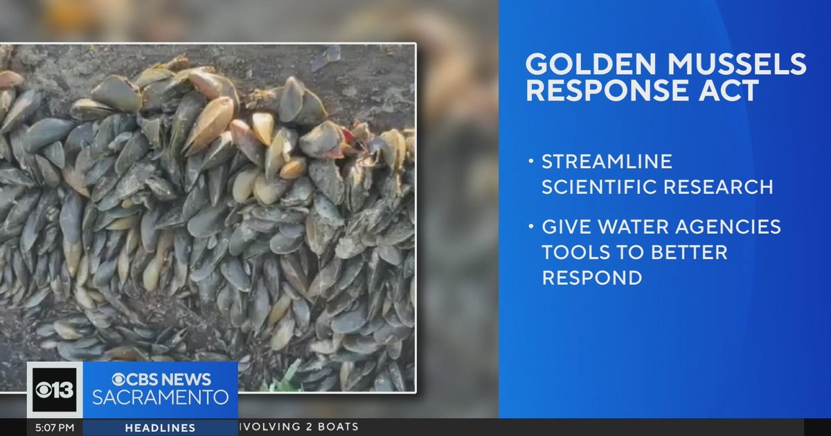 The race to keep golden mussels from spreading in California