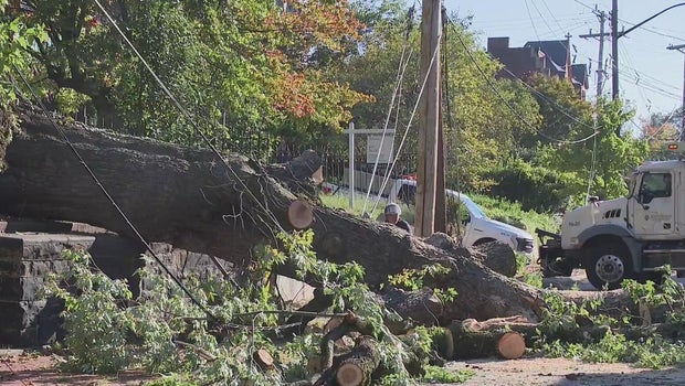 Massive tree falls in Pittsburgh's Manchester neighborhood, releases swarms of bees