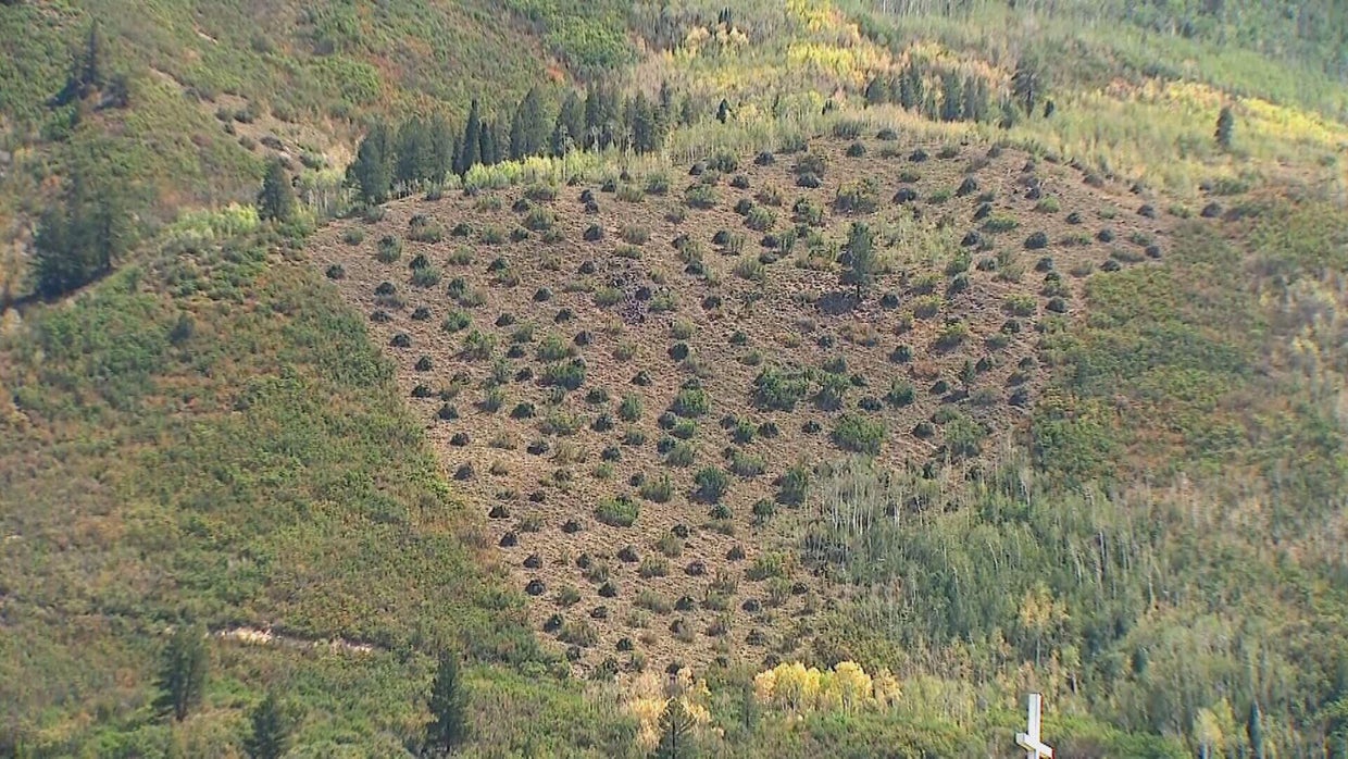 Colorado firefighters work to clear dead brush to prevent wildfires in ...