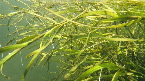 underwater-grass.jpg 