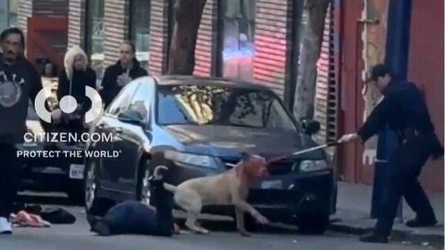 San Francisco dog attack 