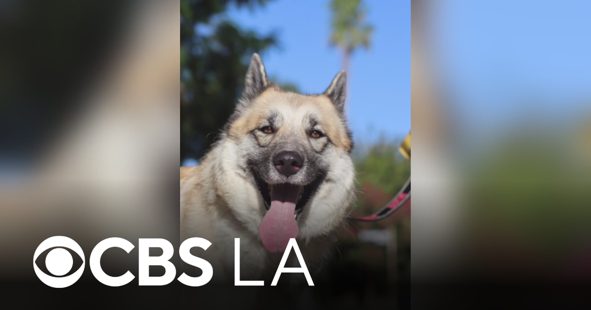 LA animal rescue seeking forever home for dog after owners detained during immigration raid