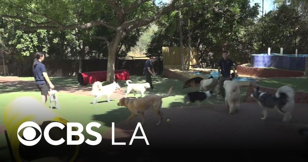 Couple turns their Topanga ranch into a "Disneyland for dogs"
