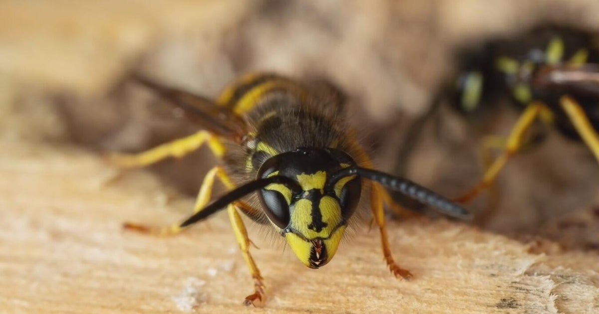 Why so many yellowjackets are buzzing around Southeast Michigan