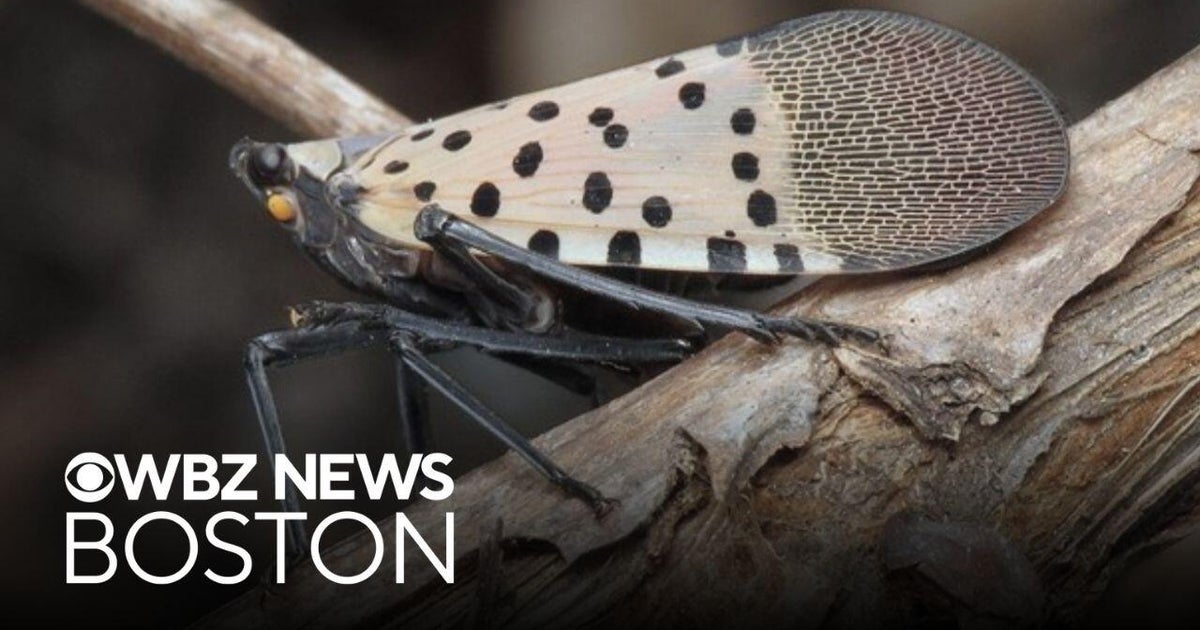 Massachusetts asks for help stopping spotted lanternflies
