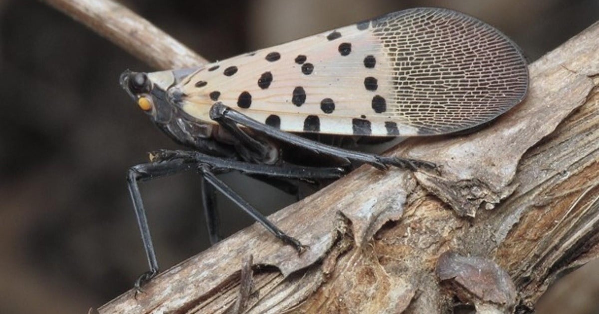How to stop spread of invasive spotted lanternfly in Massachusetts