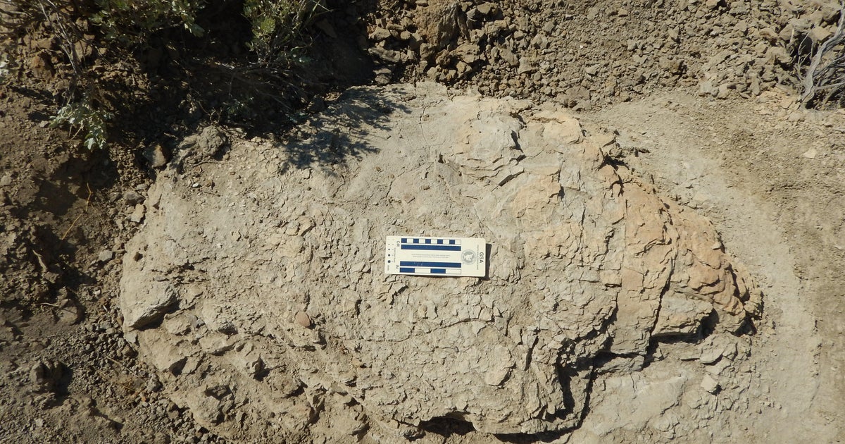 First-ever adult T. rex trackway found in North Dakota