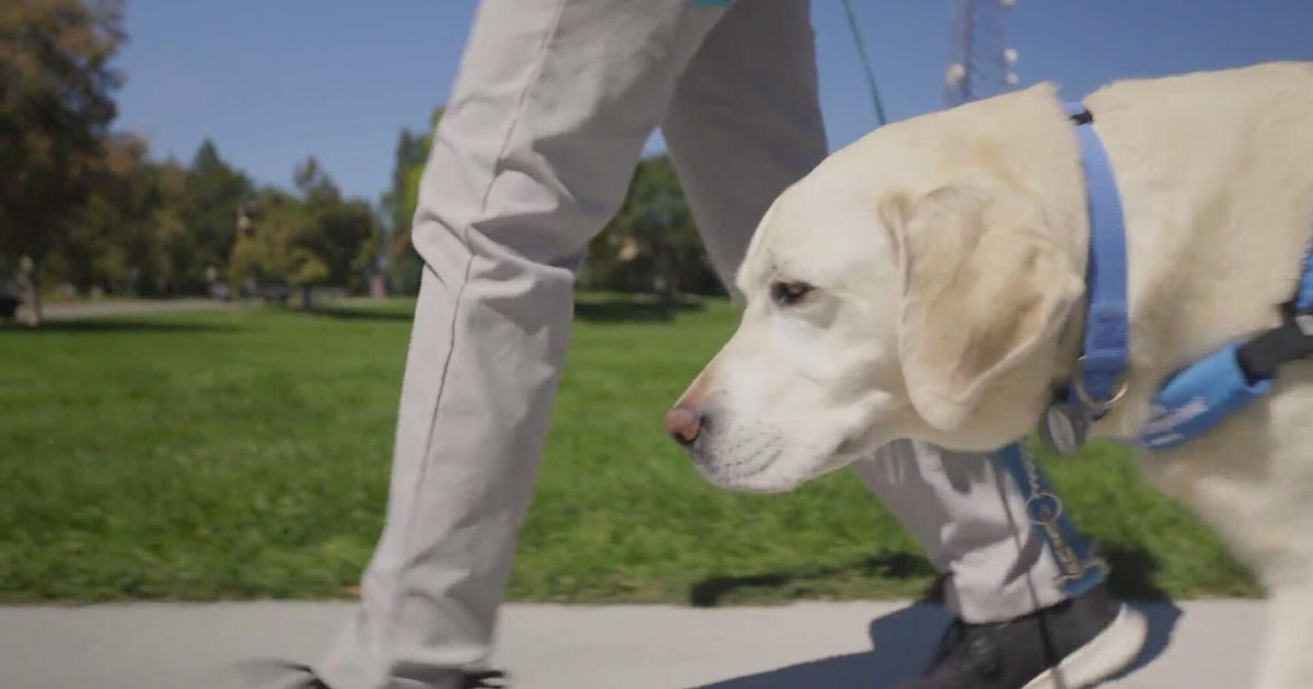Dogs bring calm and connection one year after shooting at Evergreen High School