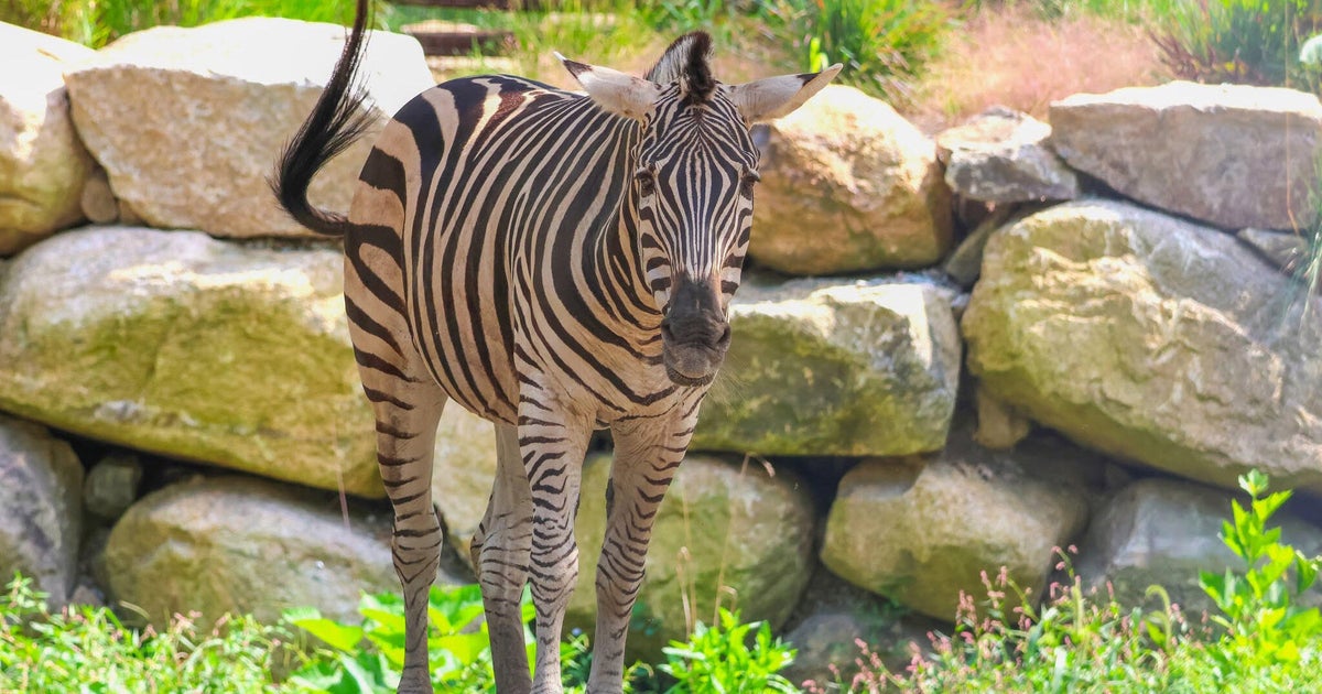 Roger Williams Zoo zebra dies in apparent animal attack