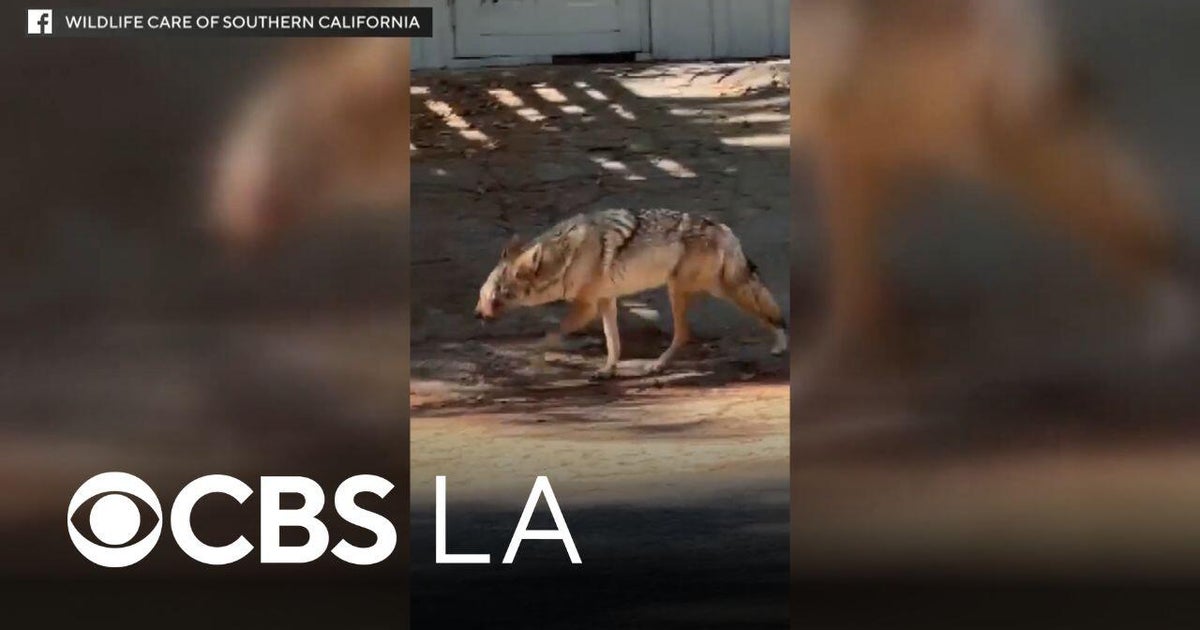 Animal rescue group offering $10,000 to find person who shot Studio City coyote - CBS Los Angeles