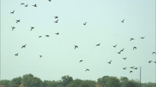 birds.jpg 