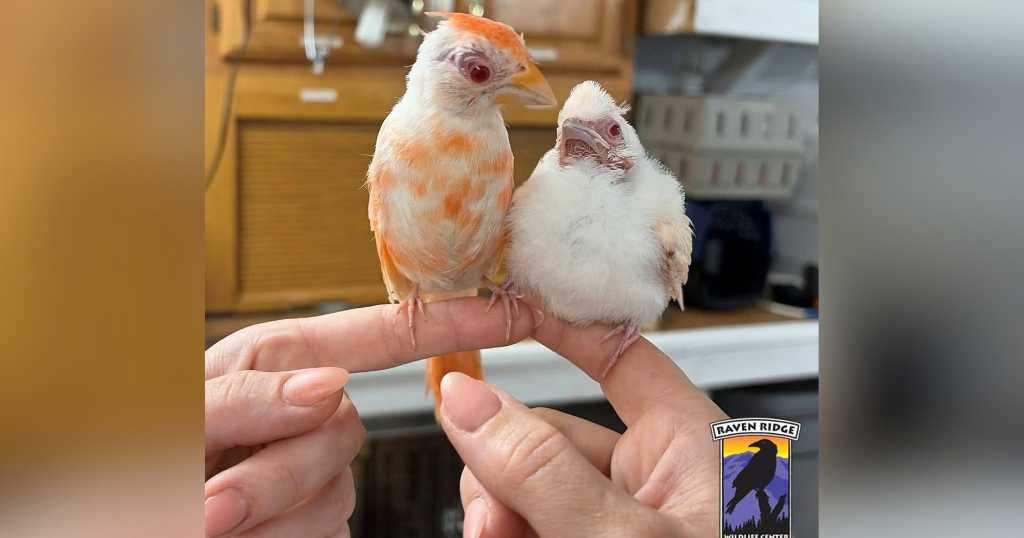 2nd extremely rare albino cardinal admitted to Pennsylvania wildlife center