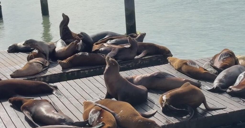 Sea lion rescues surge as domoic acid outbreak hits California coast