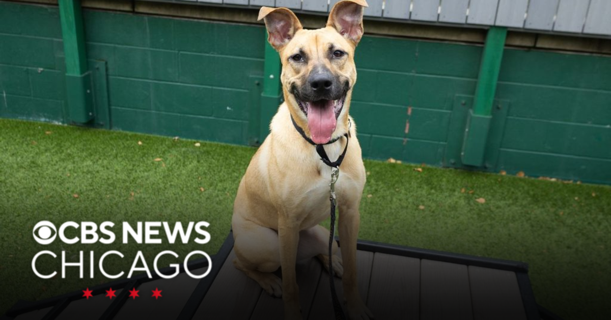 Meet Crimson, PAWS Chicago's Pet of the Week