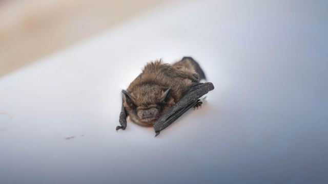 Tiny brown bat resting on smooth pale surface, captured in soft gradient light with intimate closeup wildlife detail 