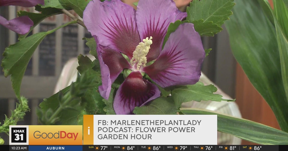 The Plant Lady - Easy to grow Perennials!