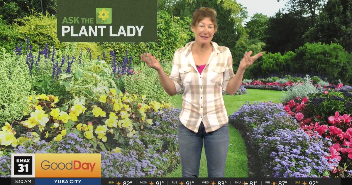 The Plant Lady, 8am - Good Day Sacramento