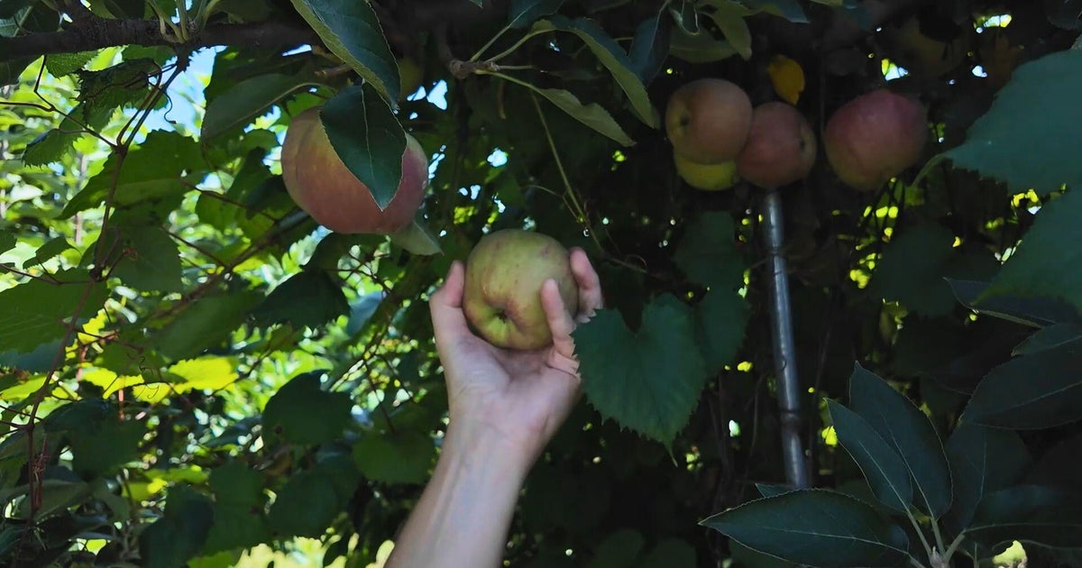 cbsnews.com - Madeleine  Wright - Linvilla Orchards adapts after spring freeze wipes out 90% of apple crop