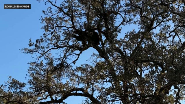 ck-5p-pkg-hiker-bear-encounter-auburn.jpg 