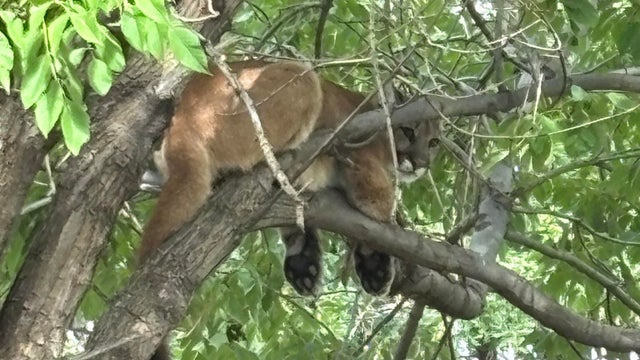 mountain-lion-westminster.jpg 