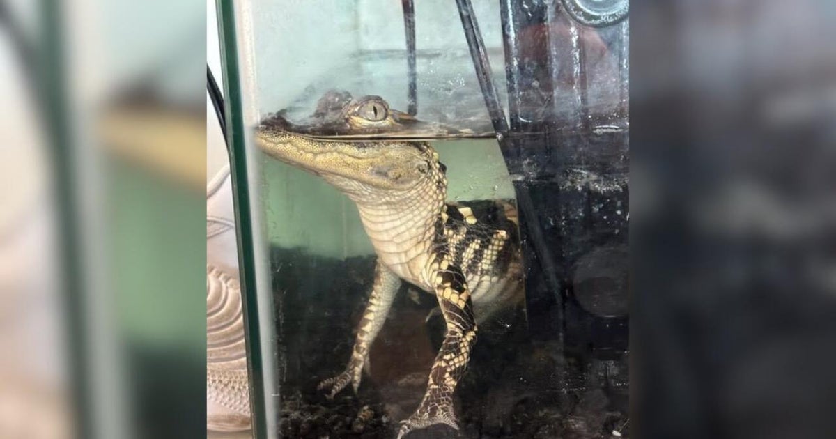 Small alligator, 94 pounds of fentanyl seized from downtown Los Angeles apartment, prosecutors say