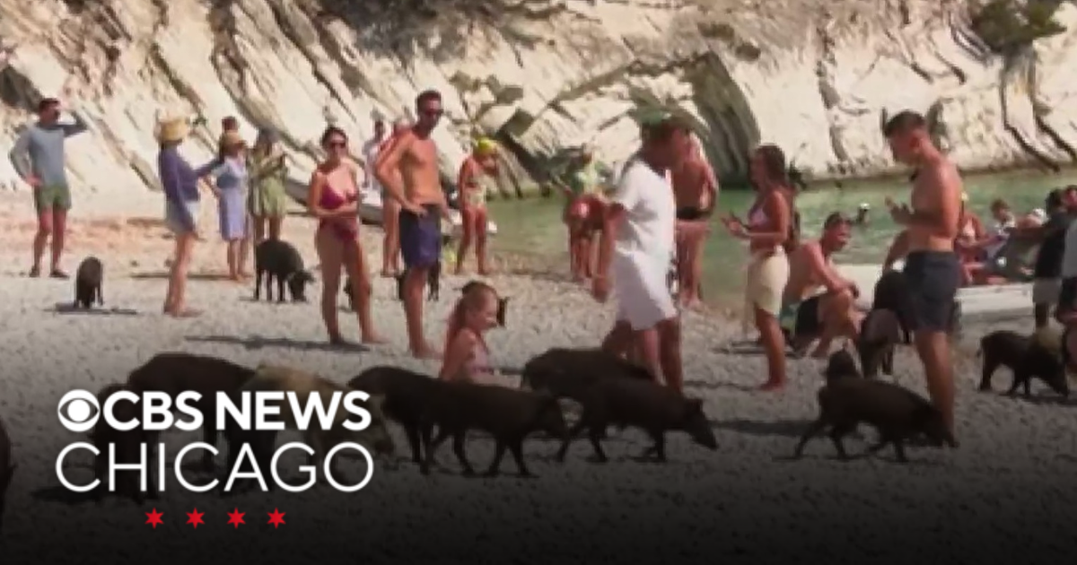 Travel destination on Greek Island features herds of wandering pigs