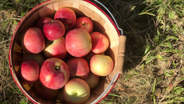 Bushel of apples 