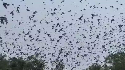 birdnado-essex.jpg 