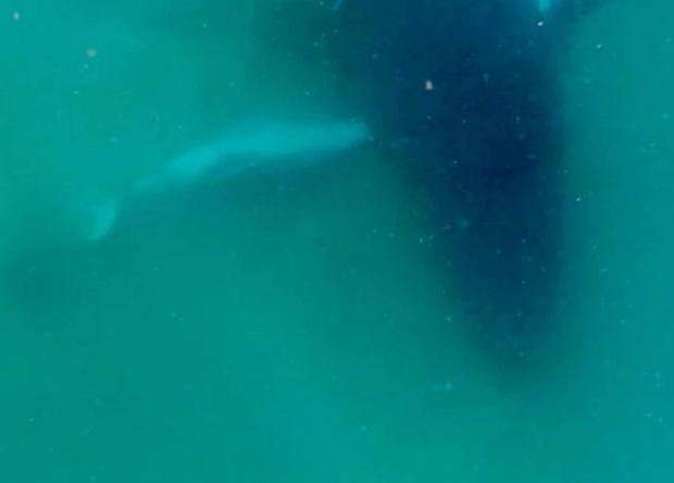 A female humpback whale has been documented apparently grieving a stillborn calf in new research released Sept. 16, 2026.
